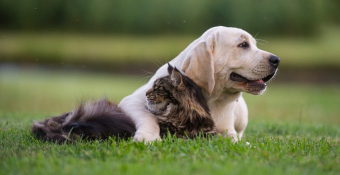 All About Taking Care Of Your Dog: 10 Basic Tips