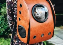 An Ultimate Guide to Cat Backpacks (Katzenrucksack)