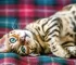 10 Secrets About Bengal Cats!