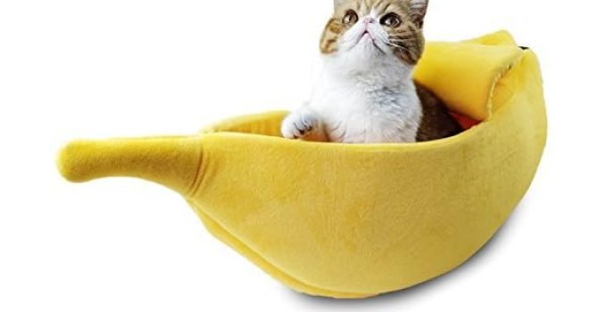Unleashing Comfort and Care: A Comprehensive Guide to the Best Cat Accessories