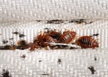 Bed Bug Invasion: How to Identify and React