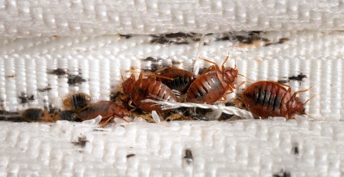 Bed Bug Invasion: How to Identify and React