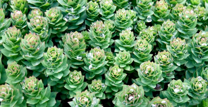 Unlock the Secret to Skyrocketing Your Energy Levels with Rhodiola!
