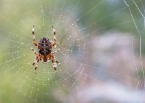10 Proven Methods to Banish Spiders from Your Home Forever!