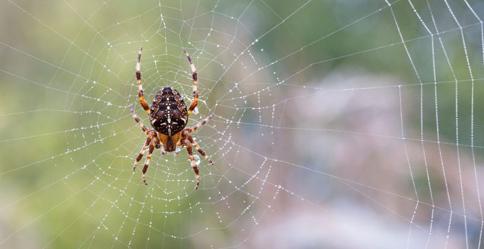 10 Proven Methods to Banish Spiders from Your Home Forever!