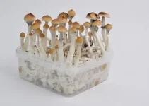 The Secret to Growing Majestic Mushrooms: Unleashing the Power of Golden Teacher Spores