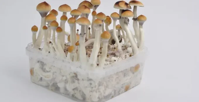 The Secret to Growing Majestic Mushrooms: Unleashing the Power of Golden Teacher Spores